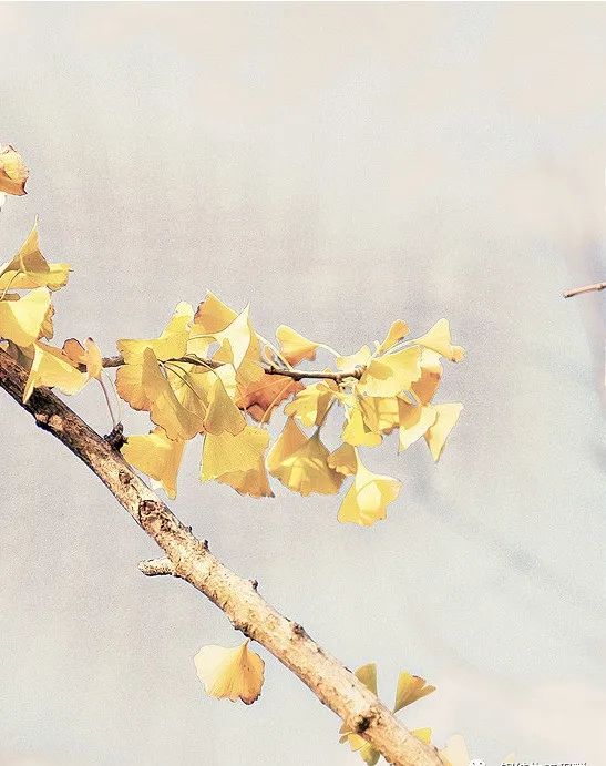 彩钢板结构图_钢结构彩板_彩钢板结构房屋容易返潮吗