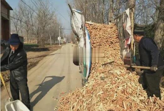 粒收1号玉米种审定公告_大量收购玉米粒的钢结构大棚图片_大型玉米颗粒收割机多少钱